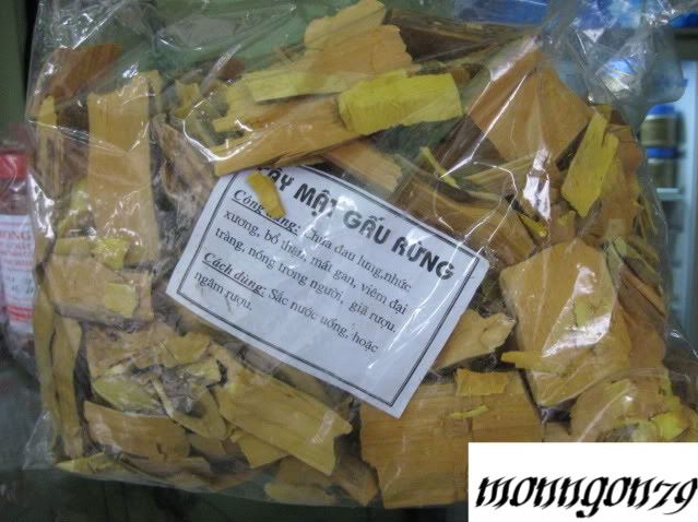 Cây mật gấu rừng (Hùng đởm thụ)